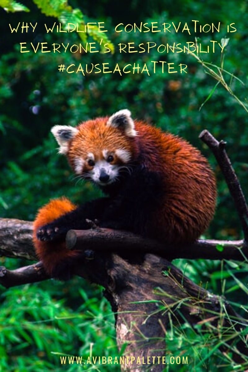 Why Wildlife Conservation is everyone's responsibility_avibrantpalette
